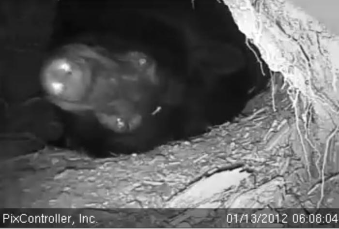 Silly Jewel - Jan 13, 2012