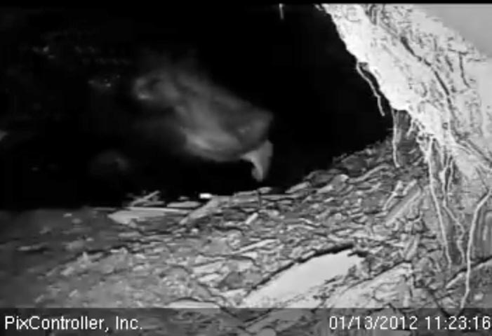 Jewel licking - Jan 13, 2012