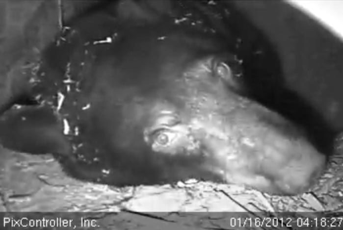 Jewel looks at camera - Jan 16, 2012