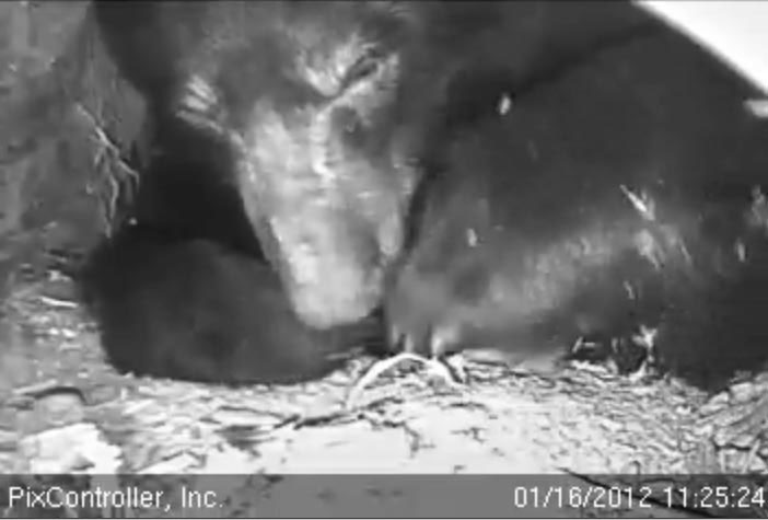 Jewel paws at bedding - Jan 16, 2012