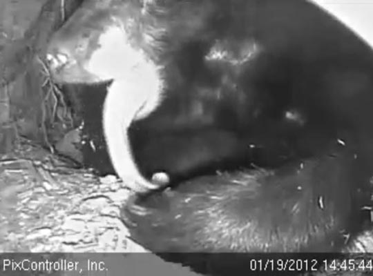 Jewel yawns with LONG tongue - Jan 19, 2012