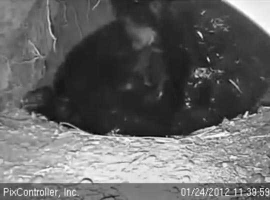 Jewel comforts her cubs - Jan 24, 2012