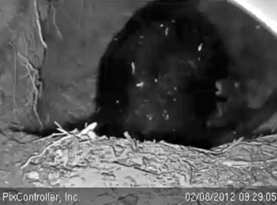 Cub climbs on Jewel's side - Feb 8, 2012