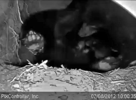Jewel tends her cubs - Feb 8, 2012
