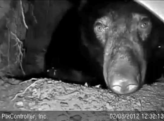 Jewel peeks out - Feb 8, 2012