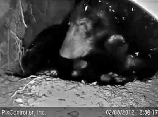 Cub under Jewel's chin - Feb 8, 2012