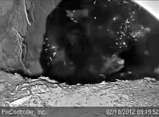 Jewel tends to a cub - Feb 10, 2012