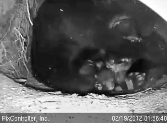 Jewel tends a cub - Feb 20, 2012