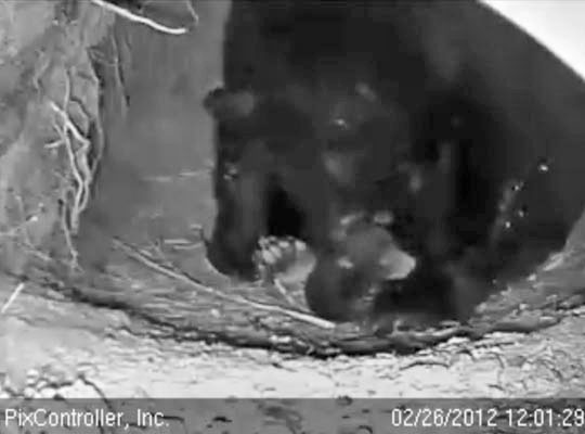 Jewel and cub - Feb 26, 2012