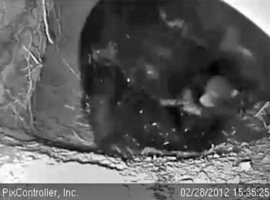 Jewel and cub - Feb 28, 2012