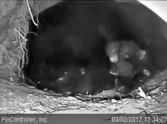 Jewel's cubs - March 2, 2012