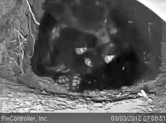 Jewel cleans a cub - March 3, 2012