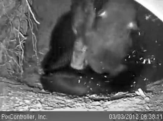 Cub clings to Jewel's head - March 3, 2012