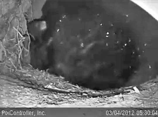 Cub climbing on Jewel - March 4, 2012