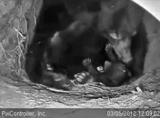 Jewel and cub - March 5, 2012