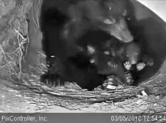 Jewel and cubs - March 5, 2012