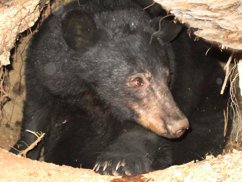 Jewel - March 8, 2012