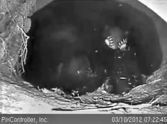 Cub playing peek-a-boo - March 10, 2012