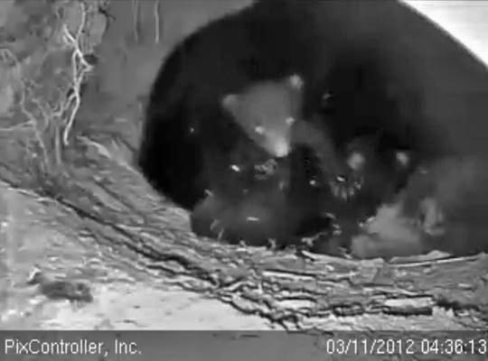 Cub is awake while Jewel sleeps - March 11, 2012