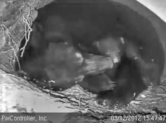 Jewel and cub - March 12, 2012