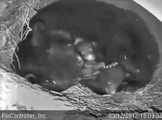 Jewel and cubs - March 12, 2012