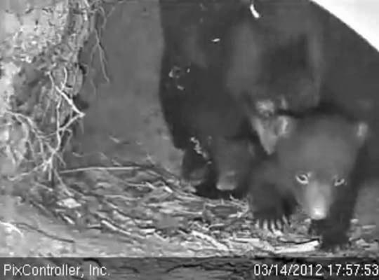 High-stepping Herbie - March 13, 2012
