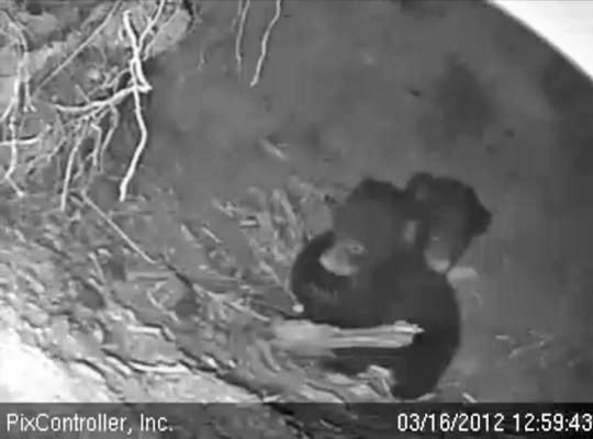 Herbie and Fern alone in den - March 16, 2012