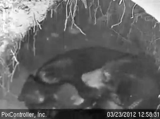 Jewel and cubs - March 23, 2012