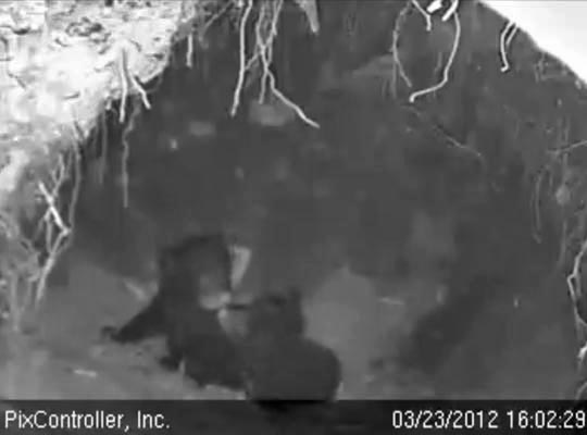 Herbie and Fern alone in the den - March 23, 2012