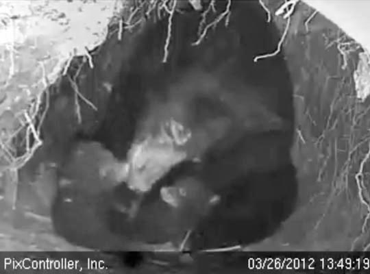 Jewel and cubs - March 26, 2012