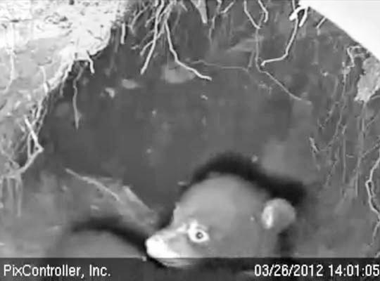 Fern and Herbie attempt an escape - March 26, 2012