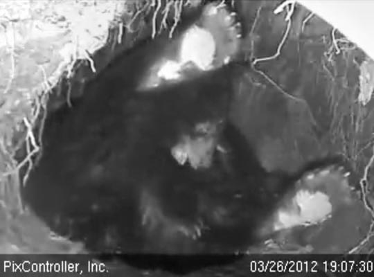 Jewel the contortionist - March 26, 2012