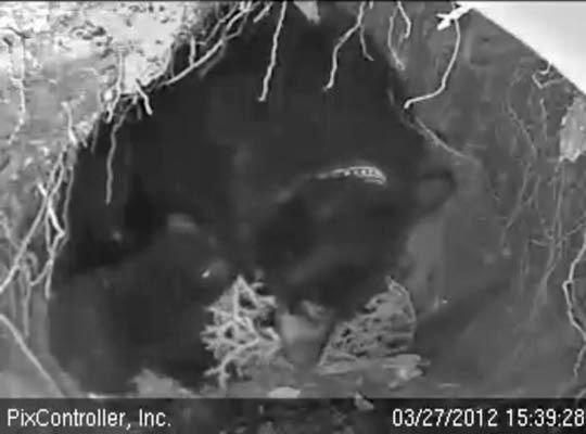 Jewel breaks up club moss - March 27, 2012