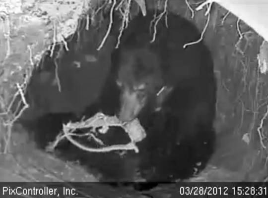 A collar destined for refurbishing! - March 28, 2012