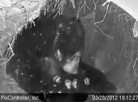 Jewel and cub feet - March 2012