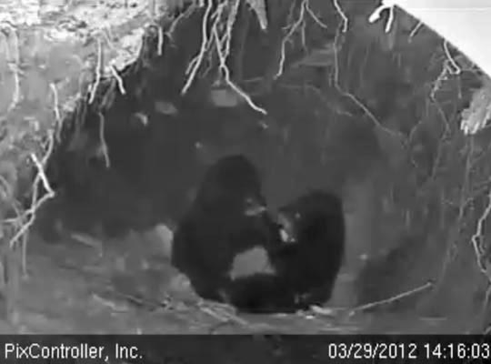 Cubs playing in den - March 29, 2012