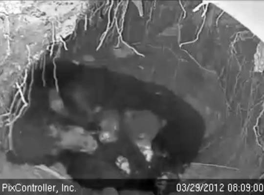 Jewel and cubs snuggle - March 29, 2012