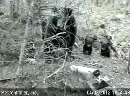 Jewel and cubs outside their den - April 2, 2012