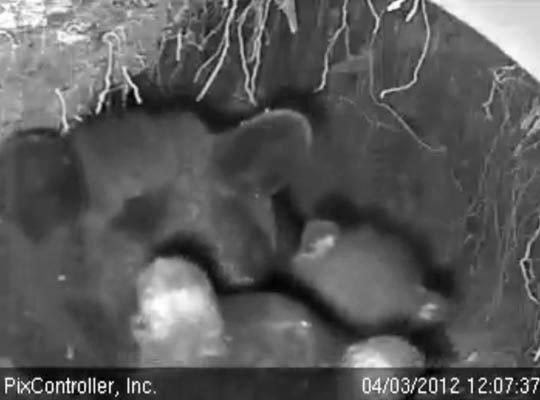 The 'ears' have it - April 3, 2012