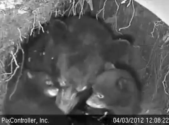 Jewel and cubs - April 3, 2012