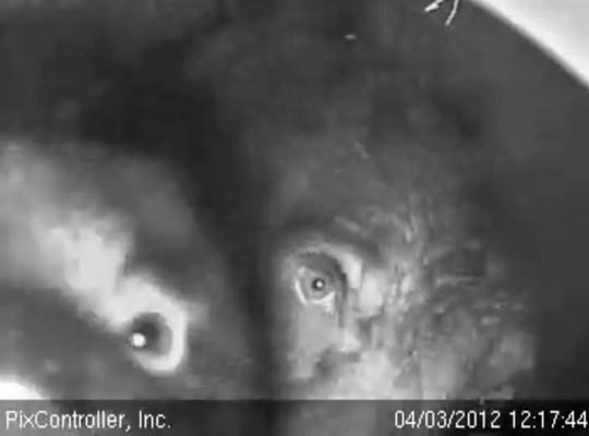 Herbie and Jewel up close and personal - April 3, 2012