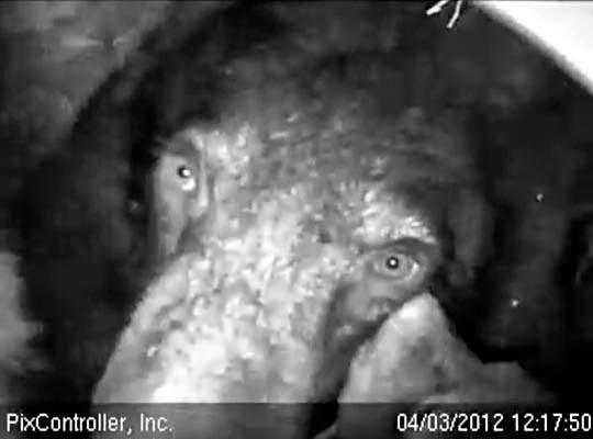 Jewel gets a cub-kiss - April 3, 2012