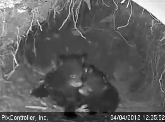 Herbie and Fern - April 4, 2012