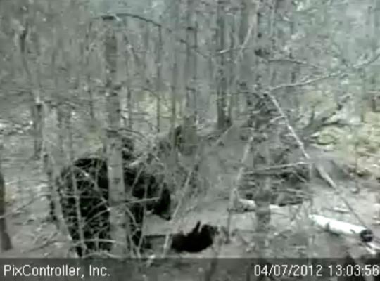 Jewel and cubs outside den - April 7, 2012