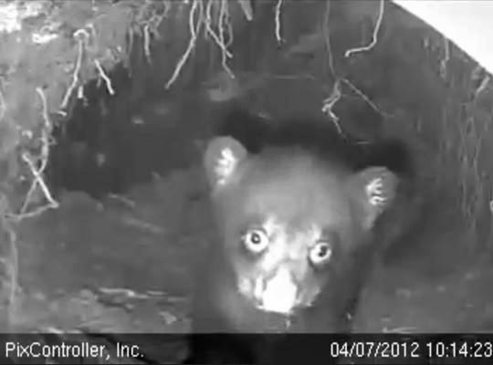 Herbie - April 7, 2012