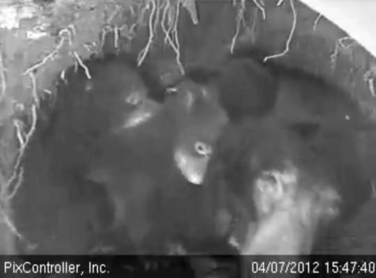 Jewel gets mugged by her cubs - April 7, 2012