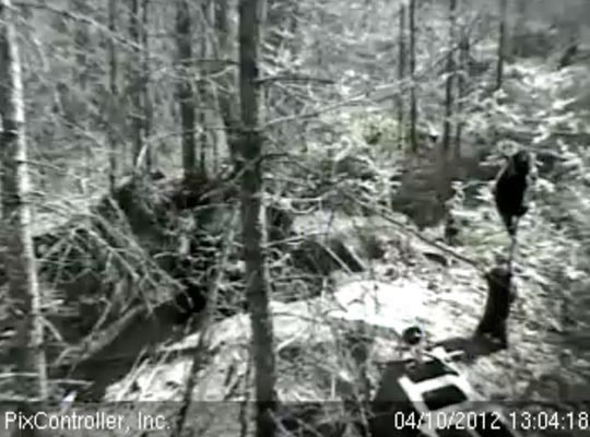 Herbie climbs a tiny sapling - April 10, 2012