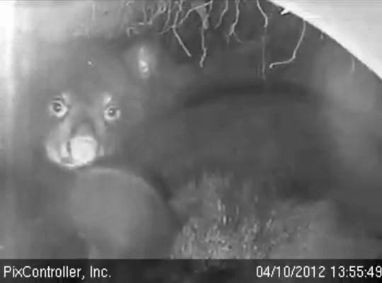 Handsome Herbie - April 10, 2012