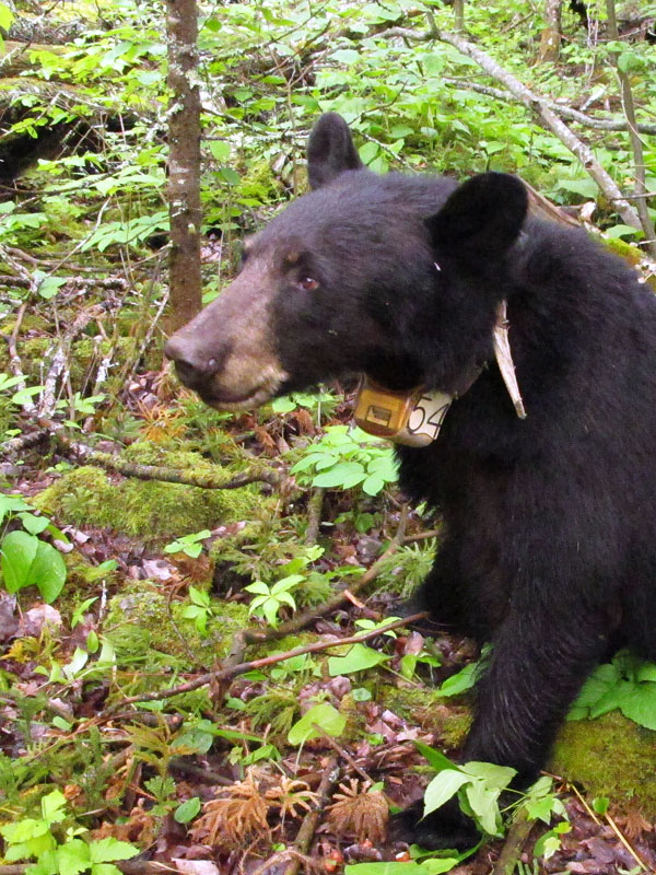 Jewel - June 20, 2012