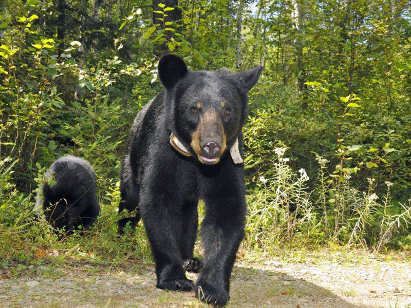 Jewel placing weight on left hind foot - Aug 17, 2012